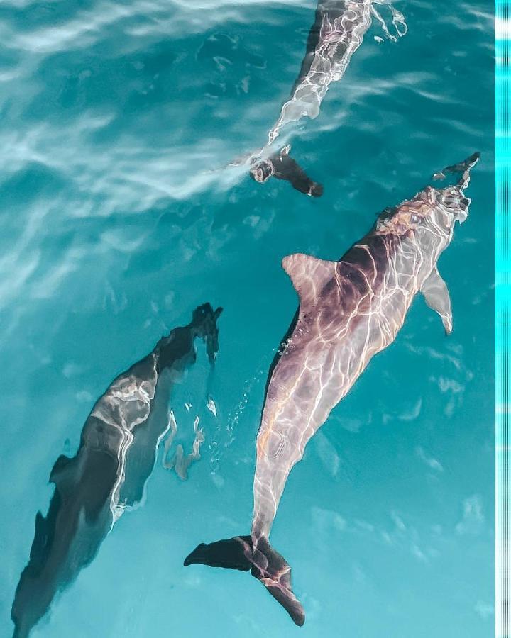 Manta Дангети Экстерьер фото