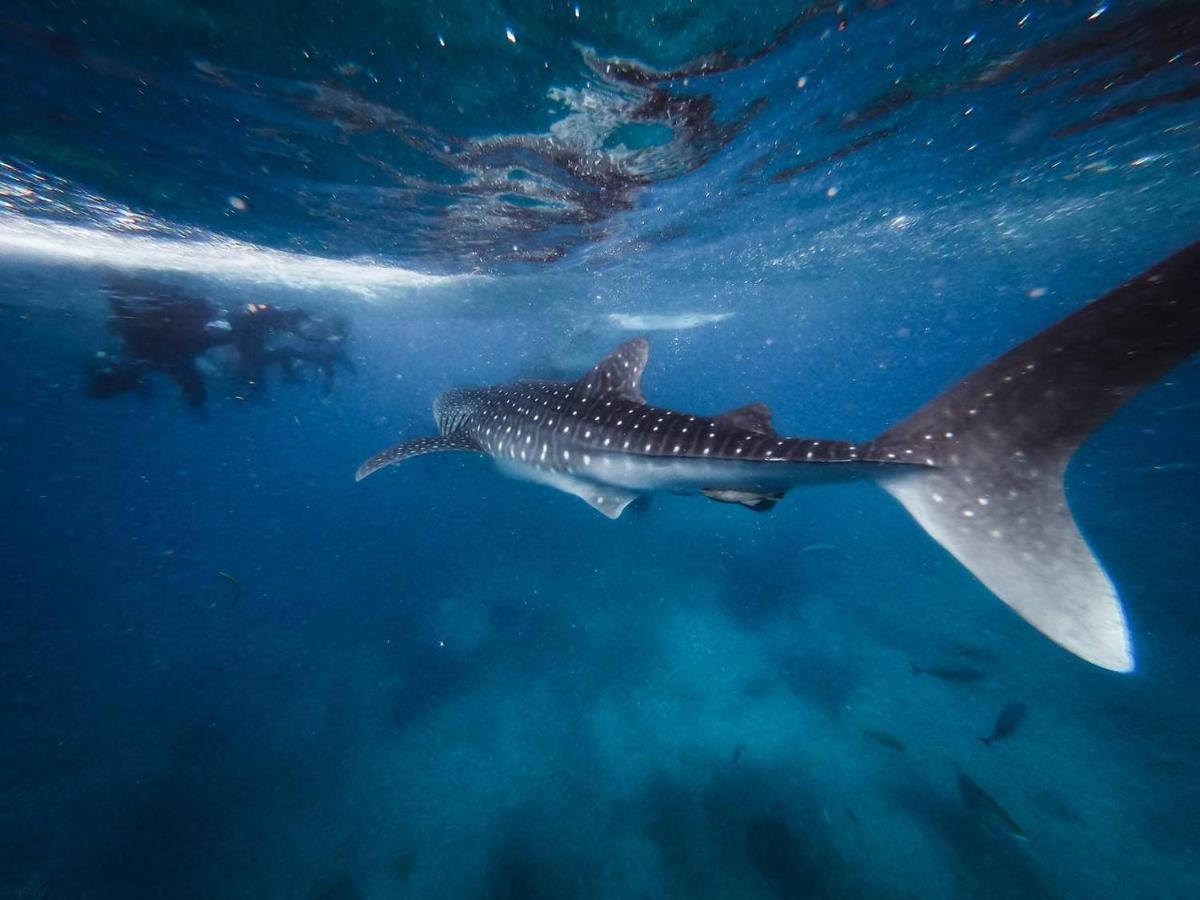 Manta Дангети Экстерьер фото