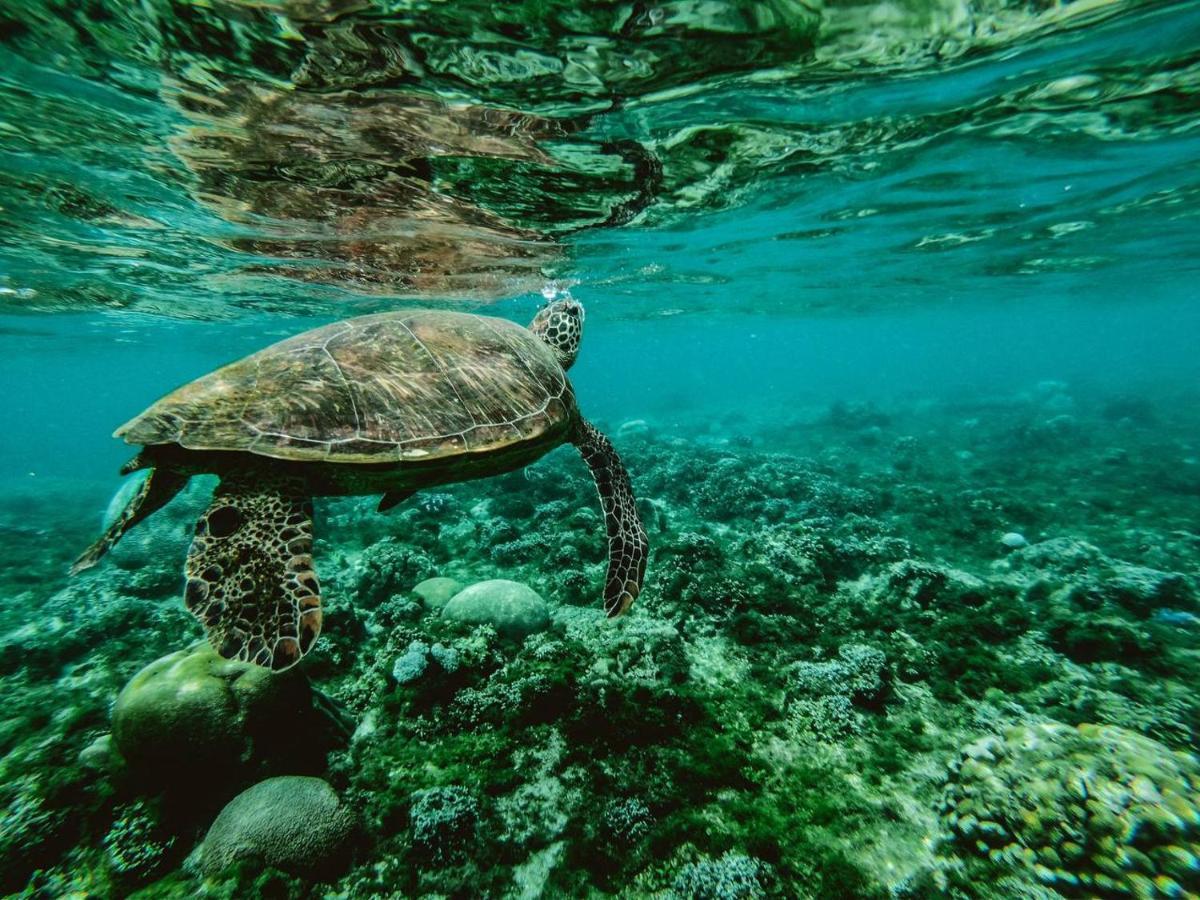 Manta Дангети Экстерьер фото