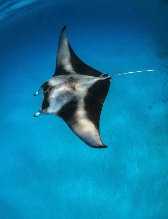 Manta Дангети Экстерьер фото
